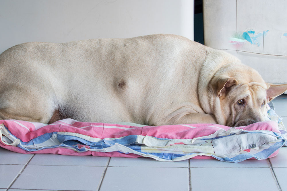 Essential Guide to Common Dog Health Problems and How to Recognize Early Signs