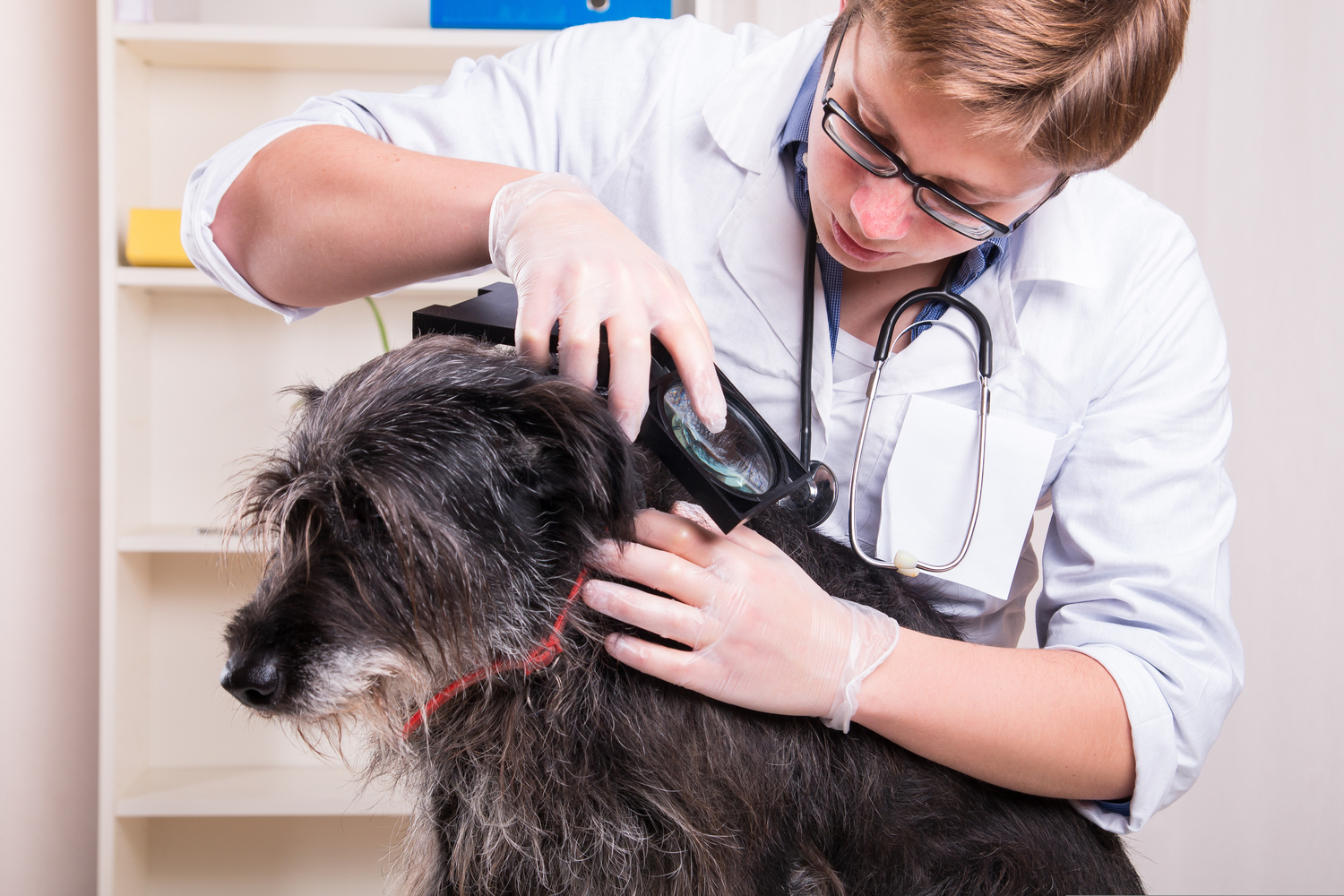 Effective Natural Methods to Repel Fleas and Ticks in Pets