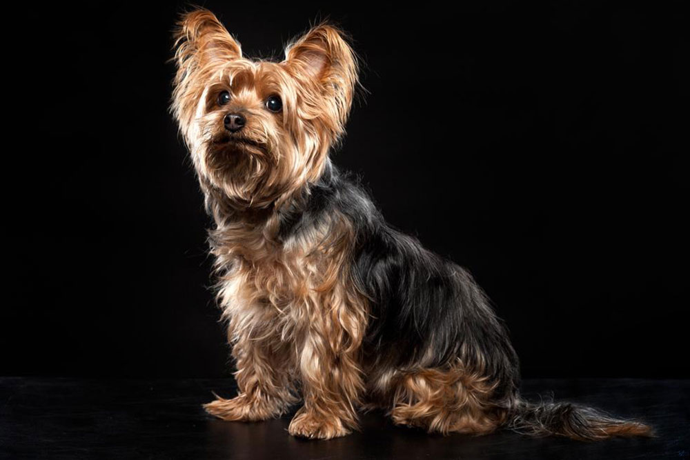 Essential Guide to Buying a Healthy Yorkie Puppy