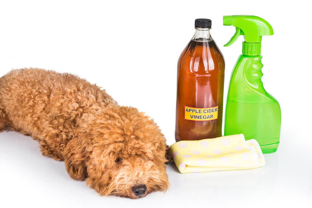Effective Natural Strategies to Prevent Fleas and Ticks at Home