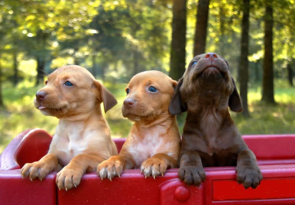 Discover the Perfect Small Dog for Your Home