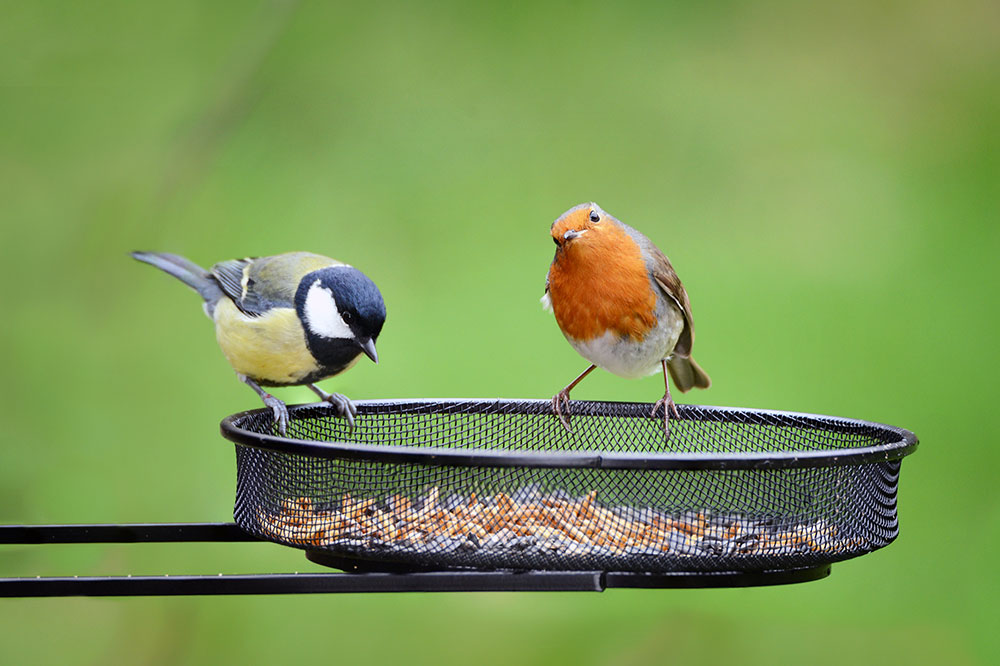 Top 5 Bird Feeders to Enhance Your Backyard Wildlife Watching