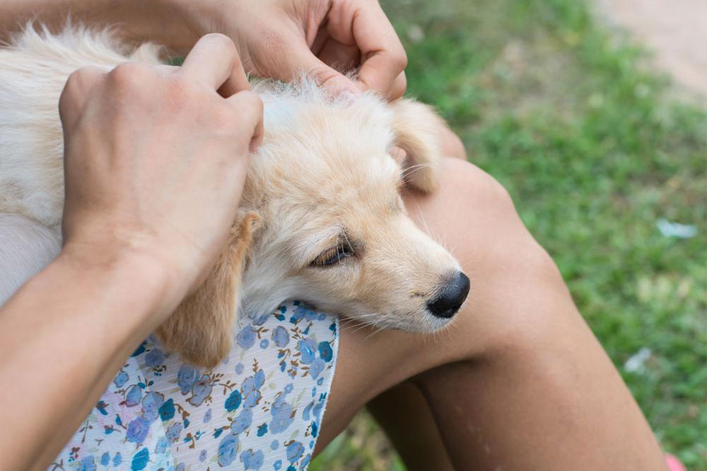 Understanding and Managing Common Canine Allergies