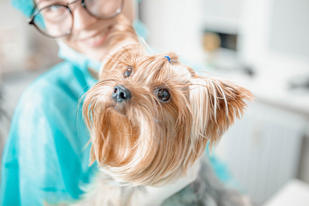 Top Strategies to Enhance Your Dog's Coat Health