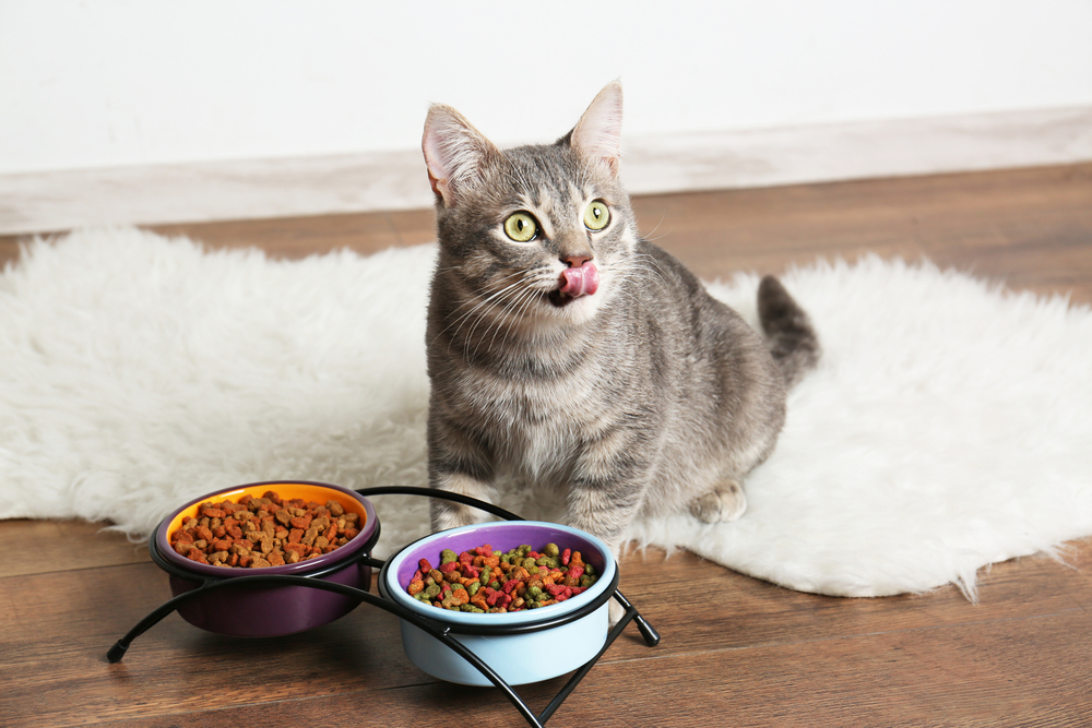 Comprehensive Guide to Grain-Free Cat Food: FAQs, Benefits, and Key Considerations
