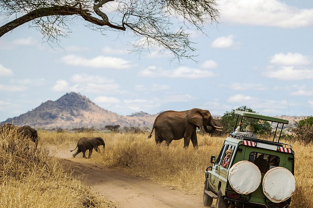 Senior-Friendly Safari Tours in Africa