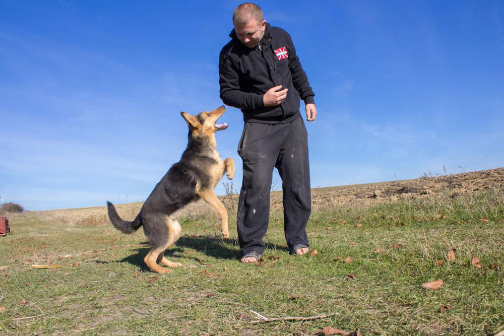 Top 3 Dog DNA Testing Kits Every Pet Owner Should Know