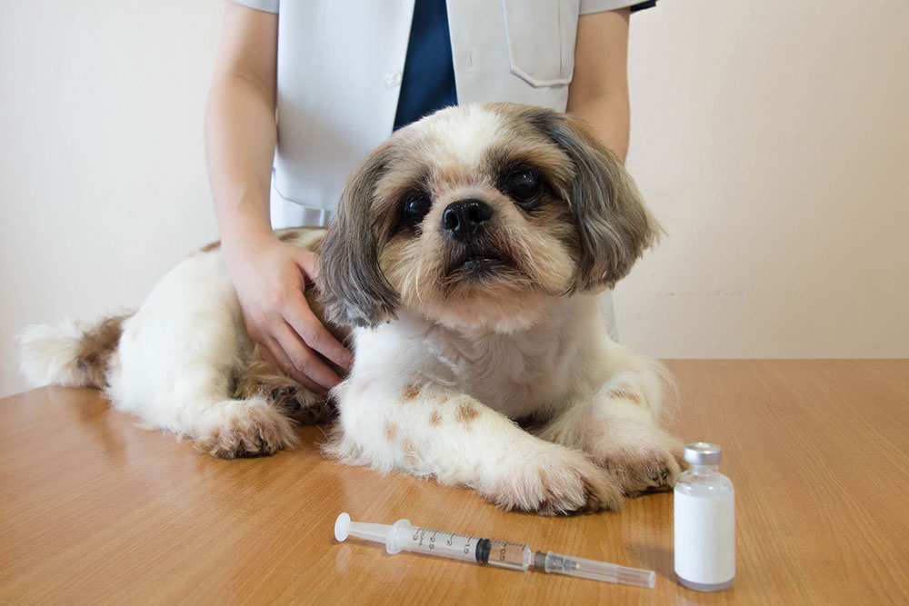 Smart strategies to reduce pet medication costs