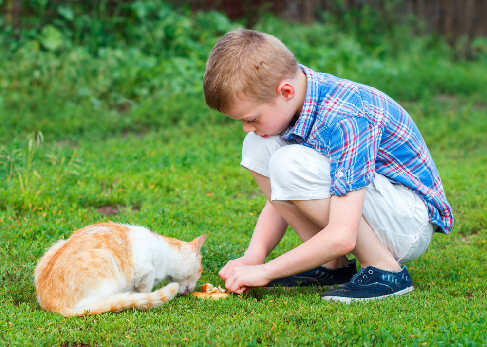 Comprehensive Guide to Choosing the Right Cat Food