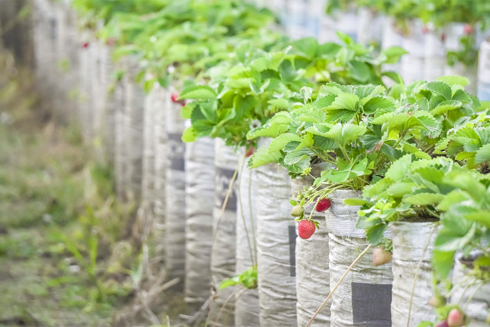 Essential Guide to Fertilizing Your Strawberry Plants for Better Yield