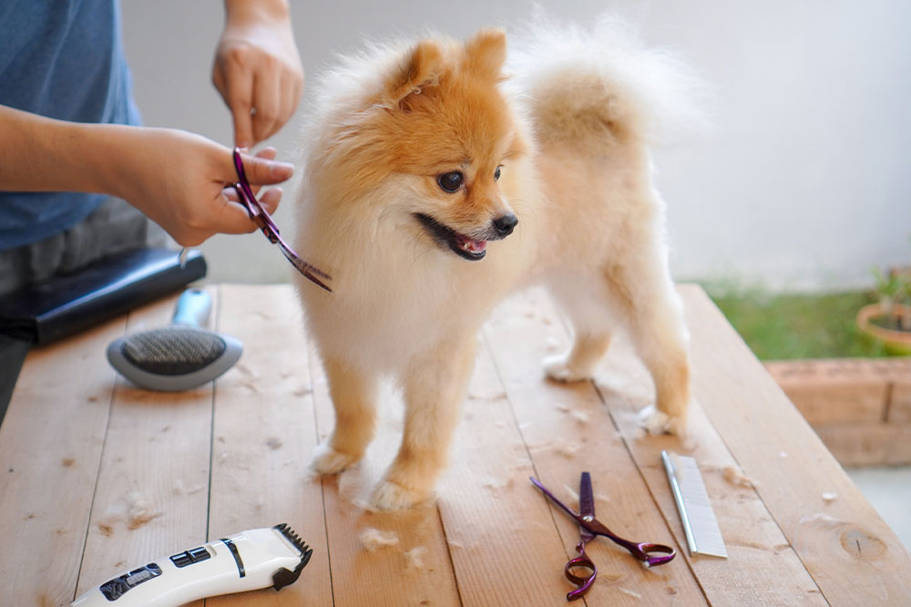 Guide to Caring for and Grooming Your Pomeranian Puppy