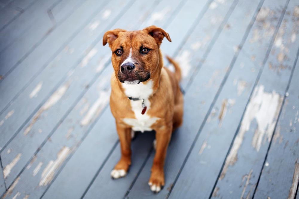 Essential Tips for Selecting the Perfect Food for Your Puppy