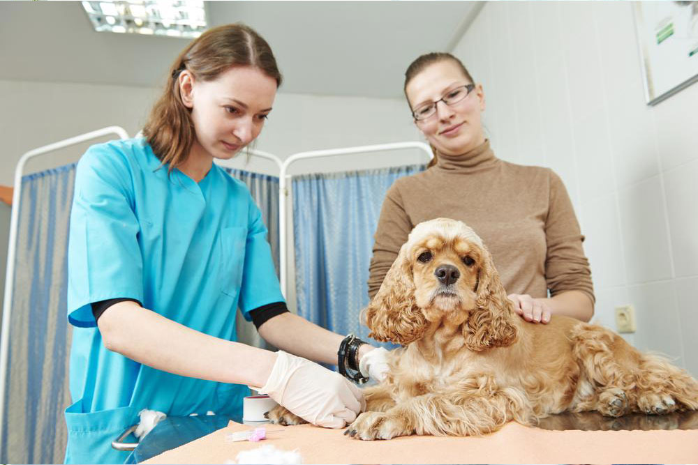Comprehensive Guide to Pet Insurance Options