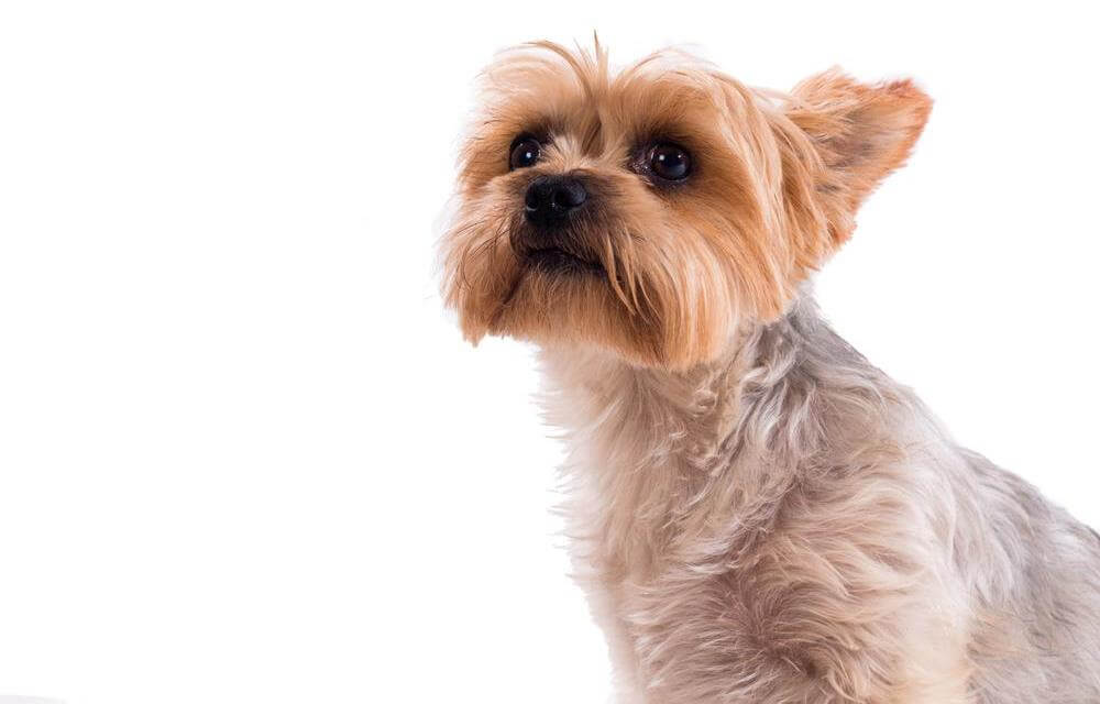 Essential Tips for Purchasing a Teacup Yorkie During Sales Events