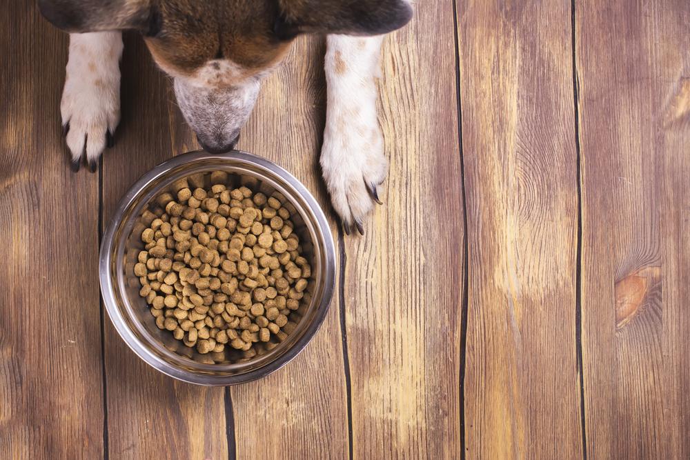 Comprehensive Guide to Choosing the Ideal Dog Nutrition Plan for Your Pet