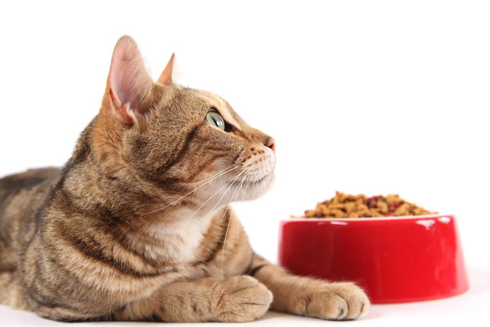 Affordable and Healthy Cat Feeding Tips: Maximize Nutrition with Coupons