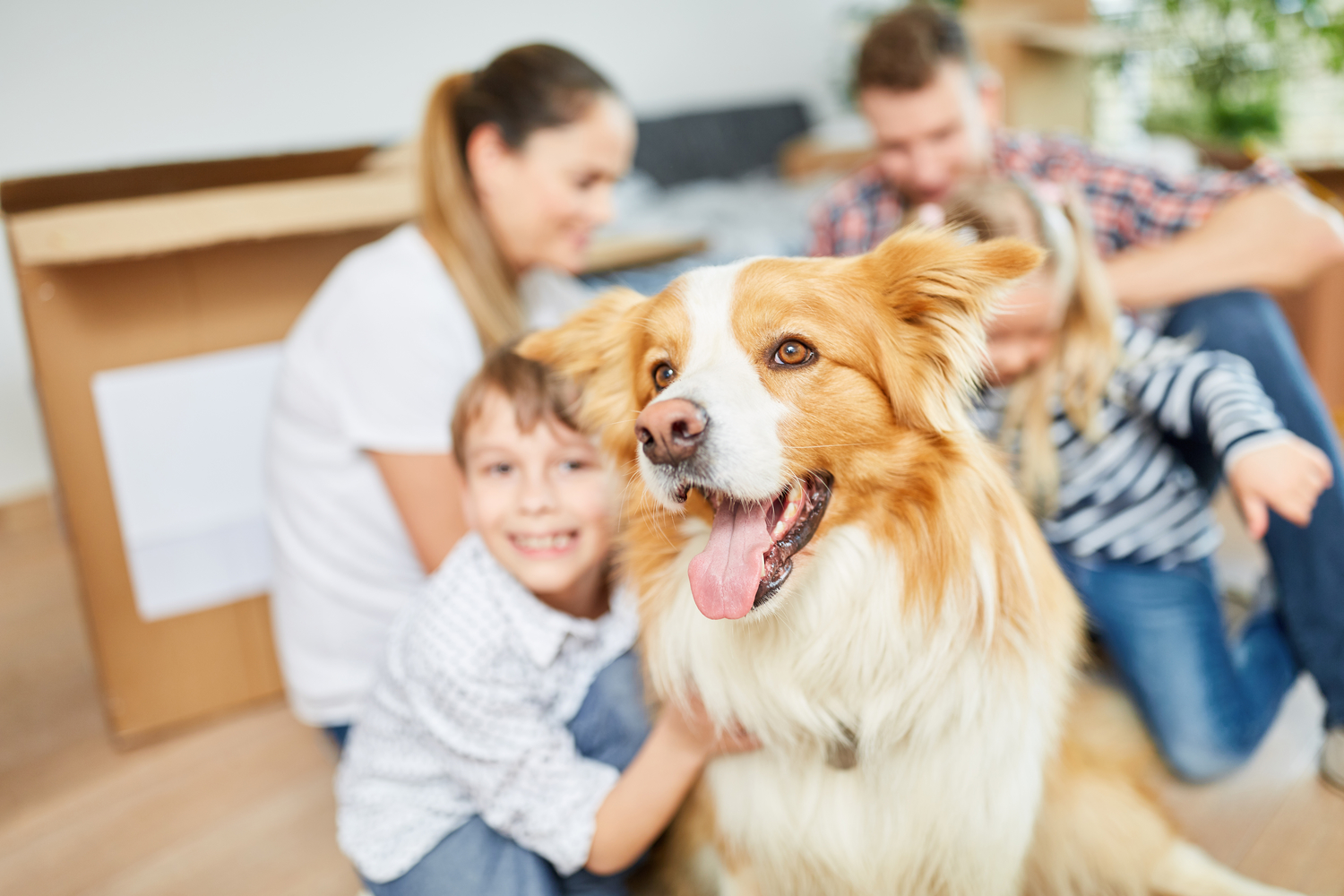 Managing Canine Allergies