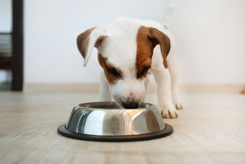 Essential Facts About Dog Food Allergies for Pet Owners