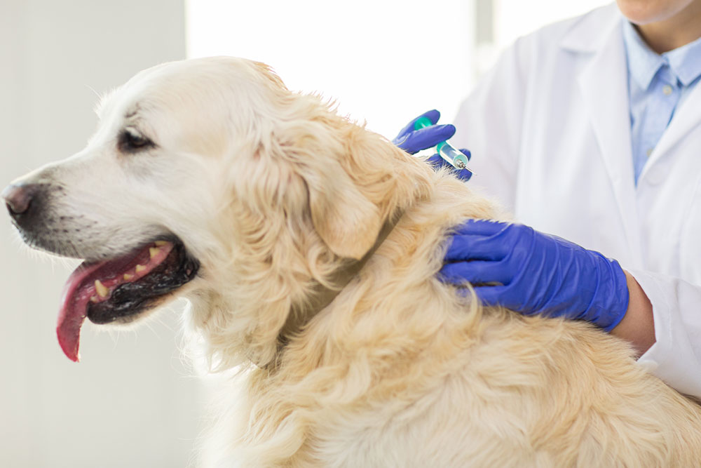 Comprehensive Guide to Pet Medications for Optimal Care