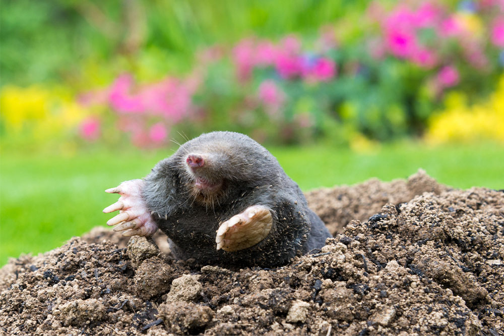 Effective Strategies for Eliminating Ground Moles from Your Yard