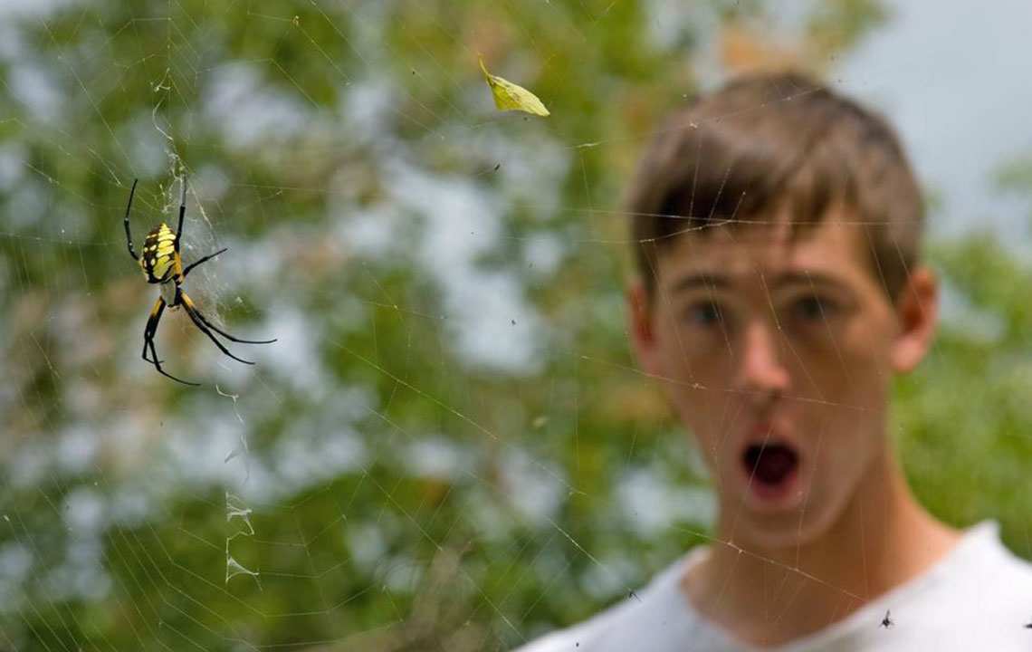 How to Recognize and Understand Spider Bites