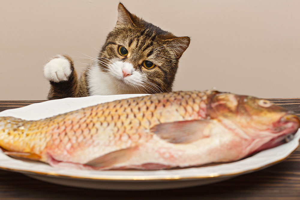 Safe Human Foods for Cats: What You Can Share