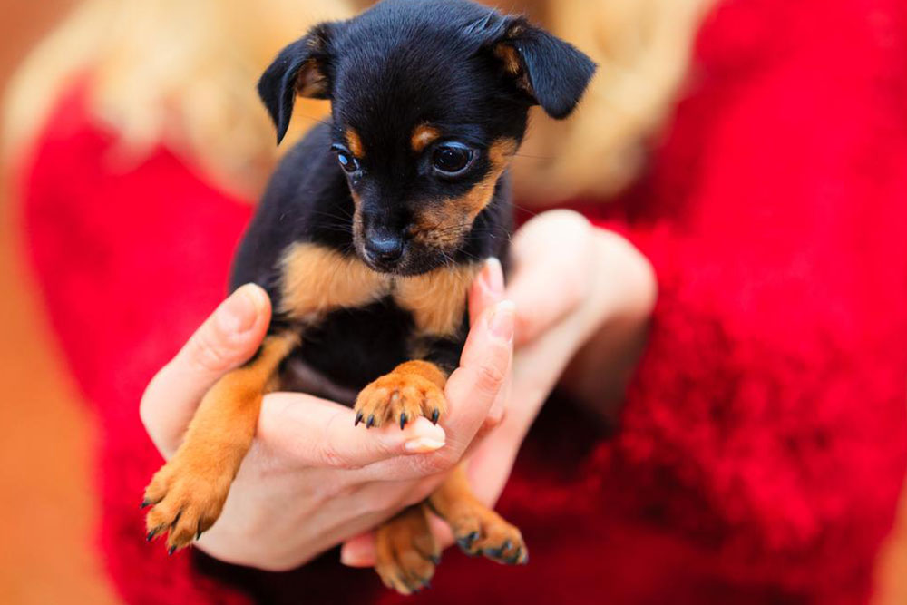 Top Benefits of Choosing Pet Adoption