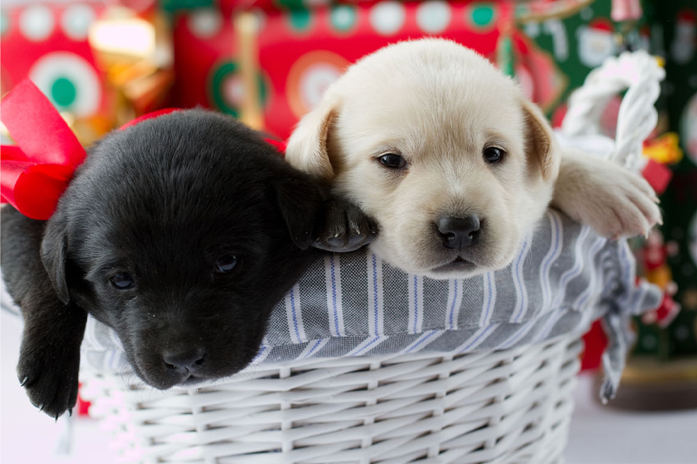 Top 7 Innovative Ways to Find a Free Puppy Adoption and Welcome a New Pet Home