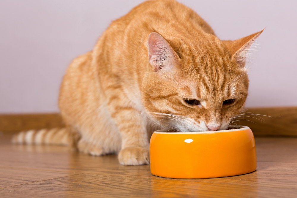 Essential Guide to Choosing the Right Cat Food