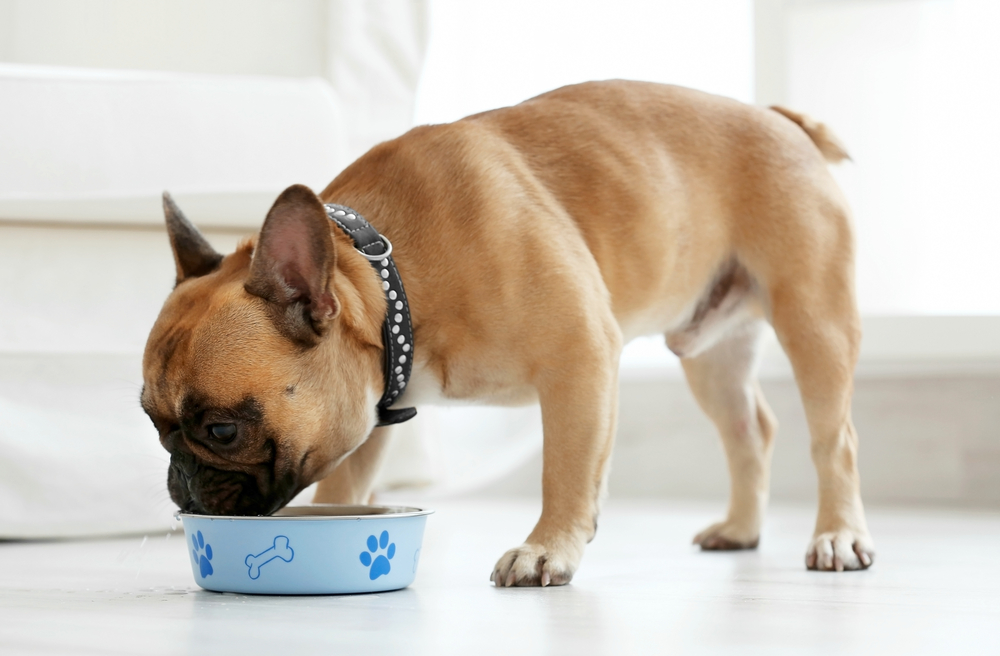 Top 7 Premium Puppy Food Brands for Growing Dogs