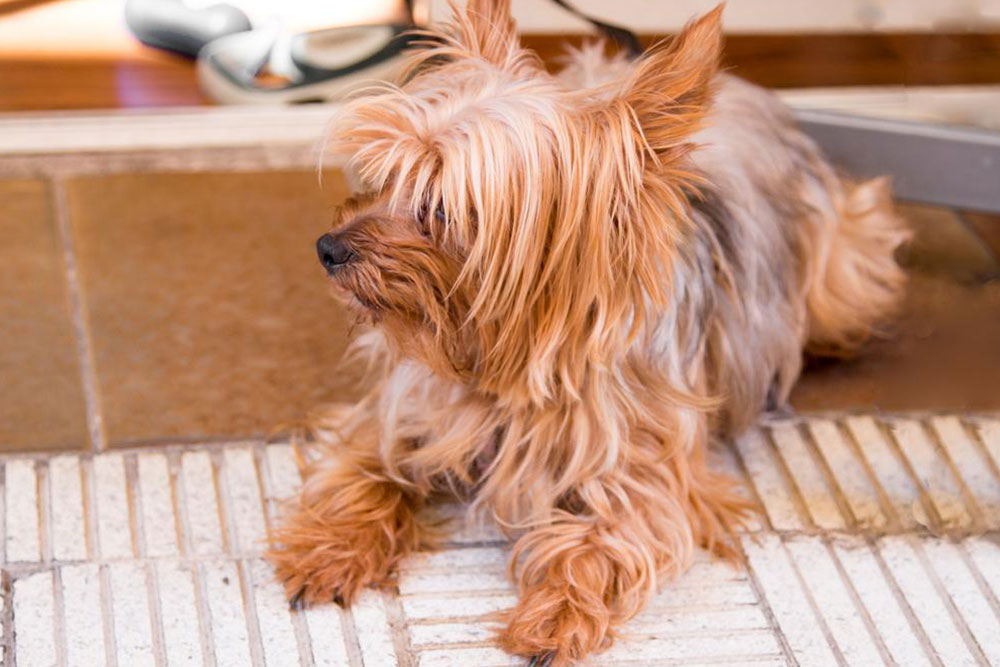 Effective Natural Solutions to Control Flea Infestations at Home