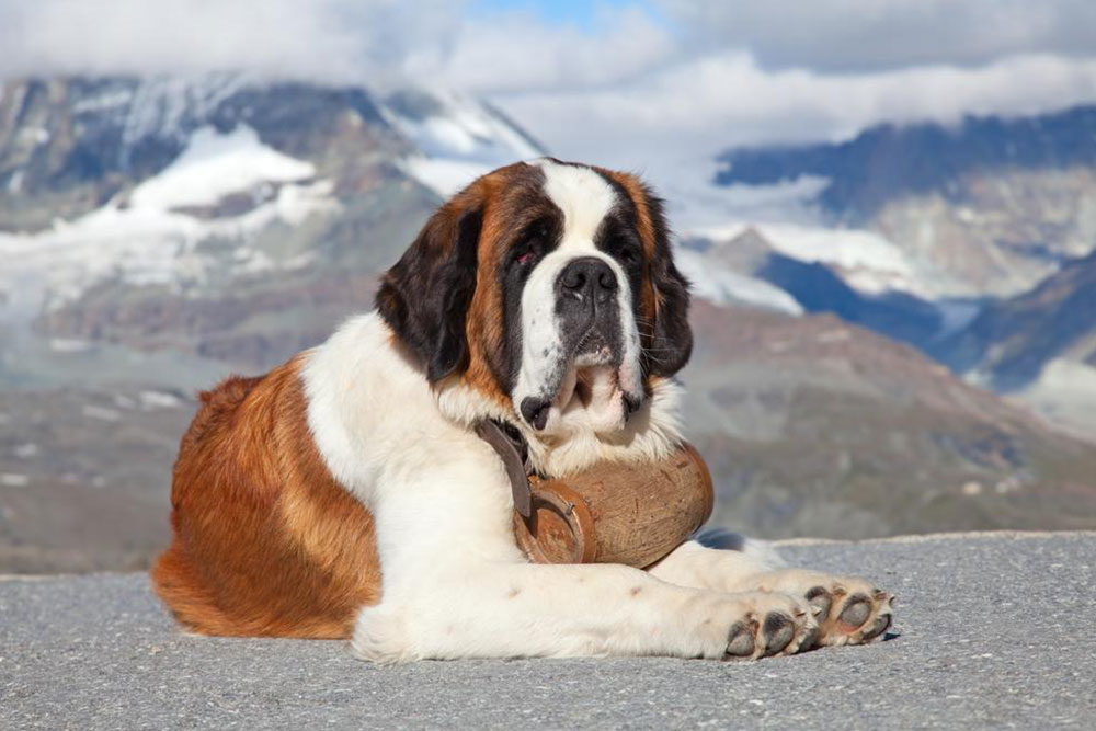 Essential Tips for Integrating Your New Rescue Dog