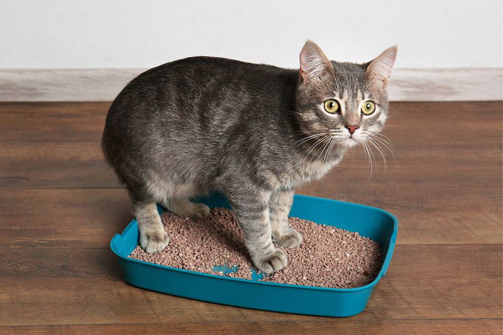 Effective Solutions for Common Cat Litter Box Challenges