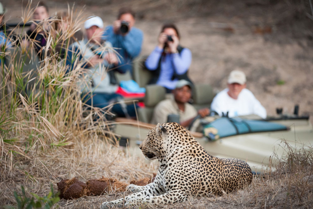 Essential Tips for Selecting the Perfect African Safari Tour Operator