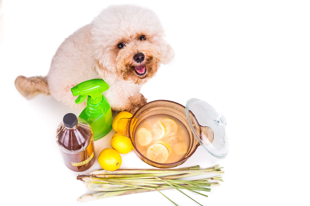 Effective Natural Strategies to Eliminate Ticks and Fleas in Dogs
