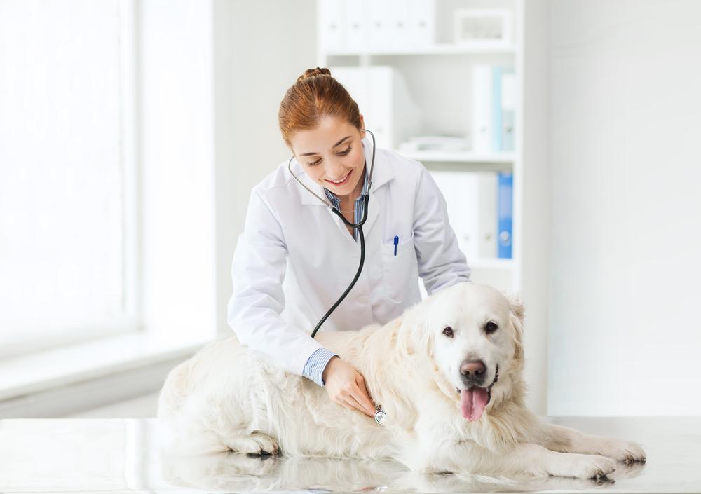 Essential Insights into Pet Insurance You Need to Know