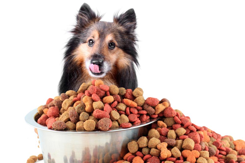 Essential Tips for Selecting the Perfect Dog Food