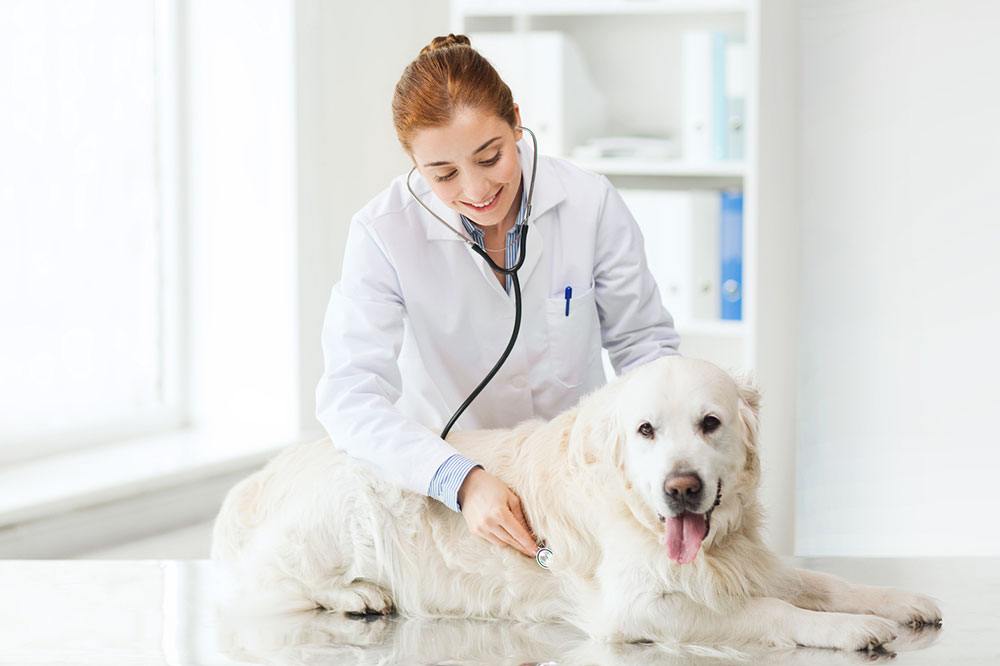 Essential Guide to Selecting the Perfect Pet Insurance for Your Animal Companion