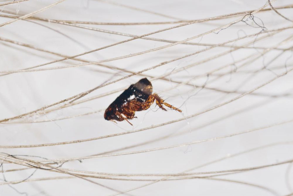 Proven Strategies to Eradicate Fleas from Your Home