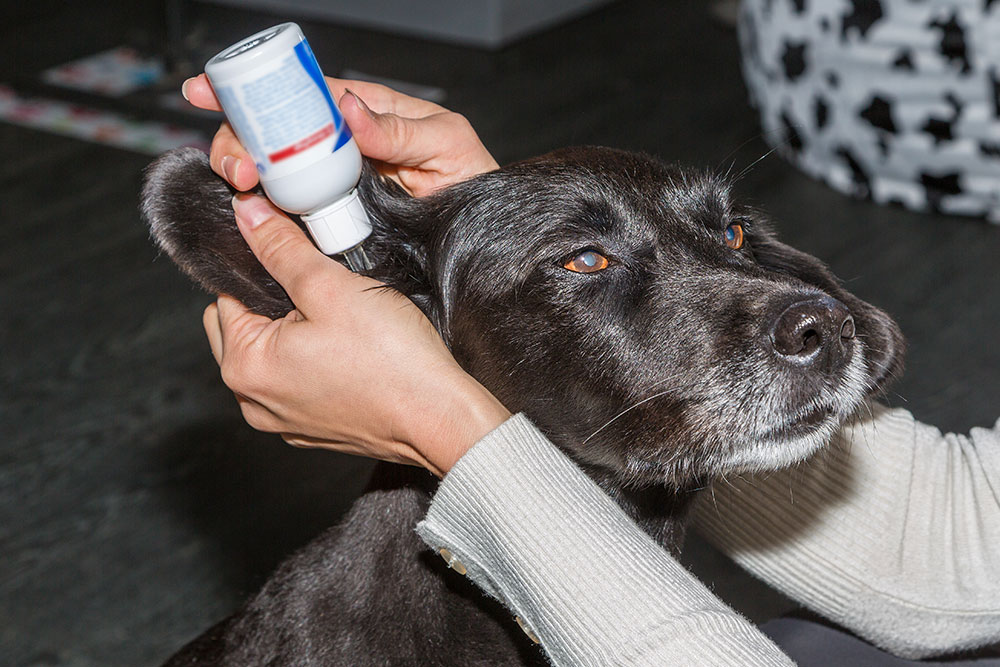 Key Tips for Purchasing Affordable Pet Medications Online