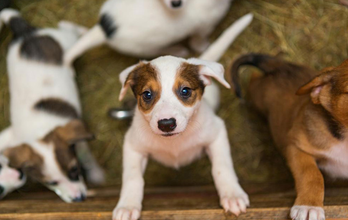 Essential Considerations Before Bringing Home a Puppy