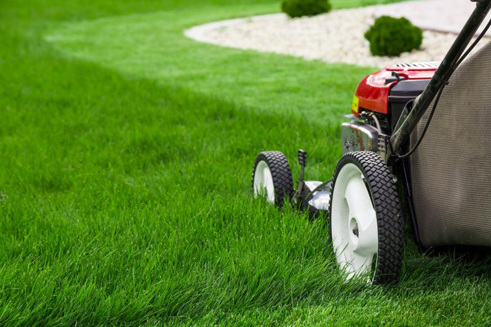 Guide to Choosing the Ideal Lawn Edger for Your Garden