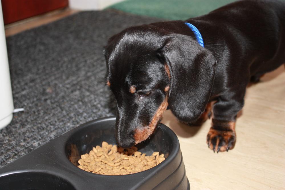 Identifying and Managing Food Allergies in Dogs