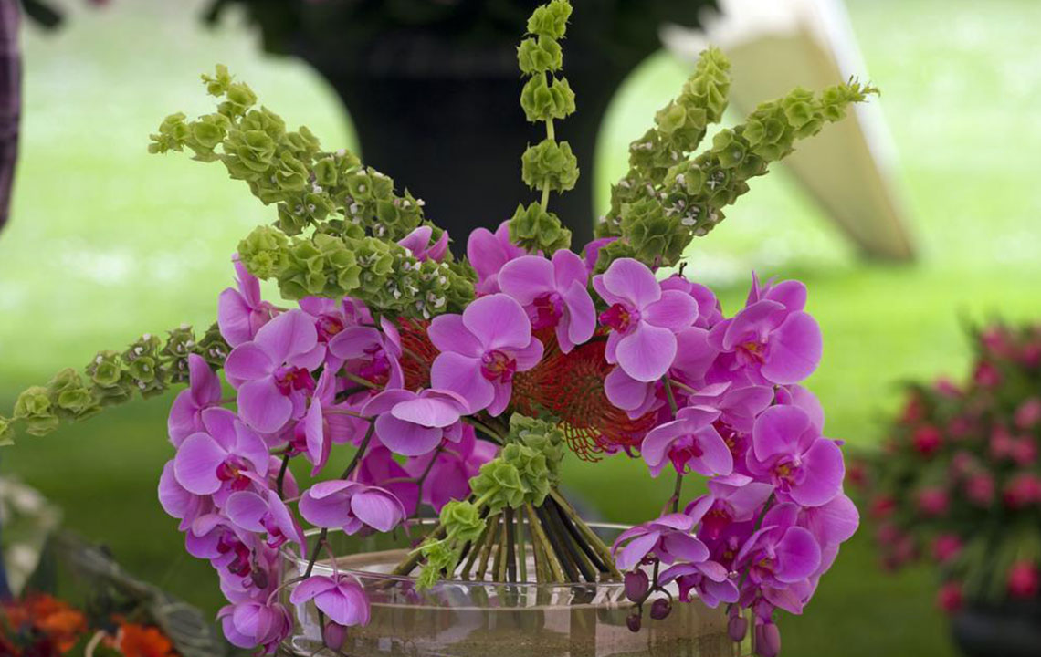 Indoor Water Cultivation Tips for Healthy Orchids