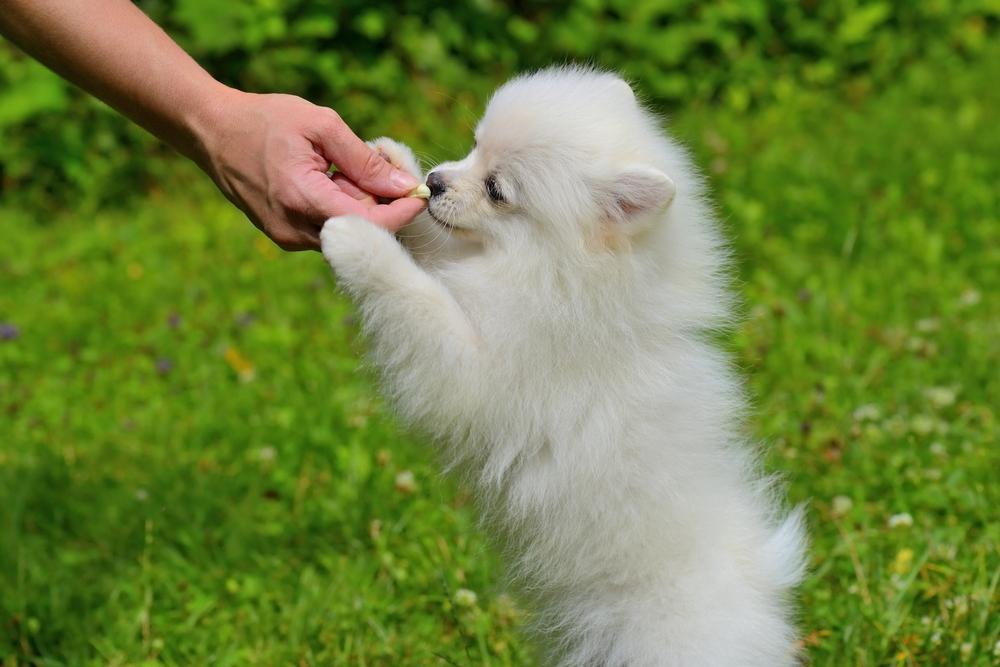 Top FAQs About Premium Dog Chew Toys and Treats