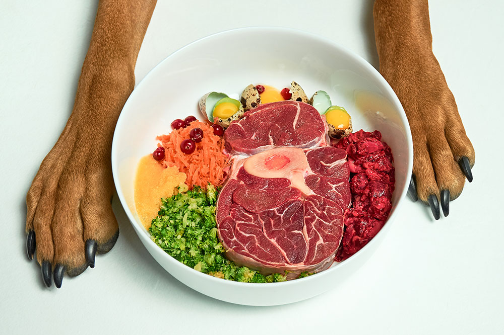 Top 4 Tips for Choosing the Perfect Food for Your Dog