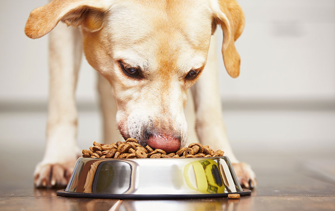 Comprehensive Guide to Choosing the Best Food for Dogs with Sensitive Skin