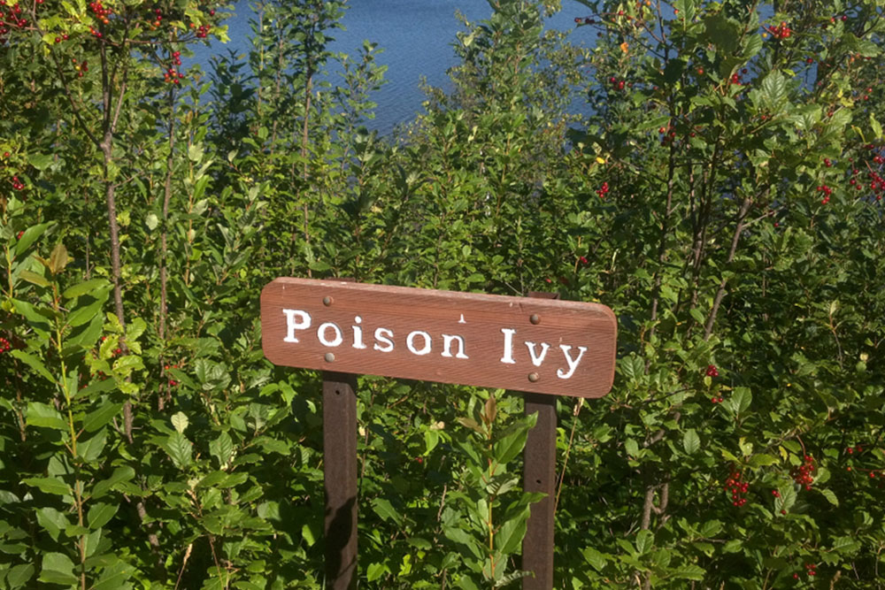 Understanding Poison Ivy: Symptoms and Treatment Strategies