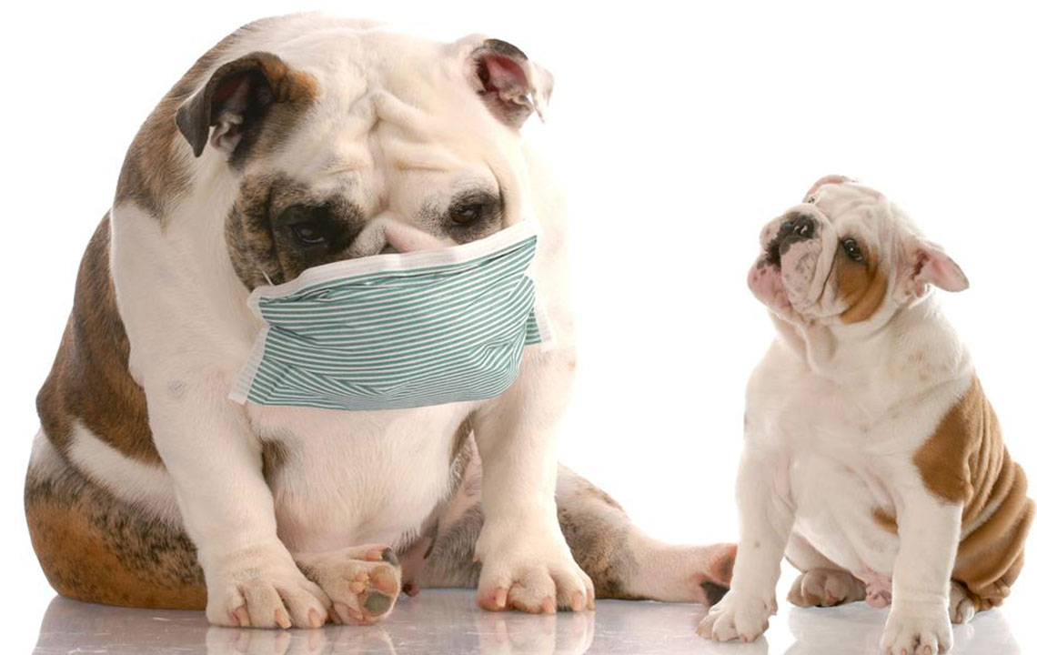 Recognizing Key Signs of Dog Allergy in Humans