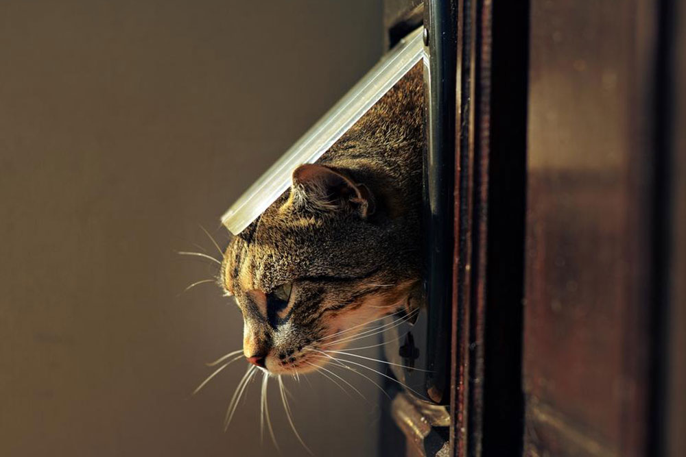Advantages of Installing Pet Doors in Your Home